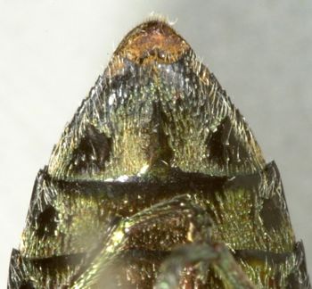 Media type: image;   Entomology 2689 Aspect: anal sclerite